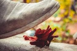 gray shoe near red rose